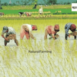 natural farming scheme