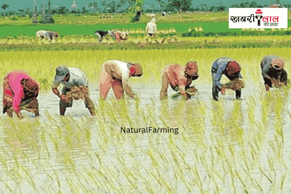 natural farming scheme