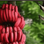 Red Banana Farming