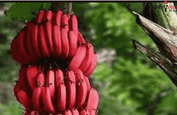 Red Banana Farming