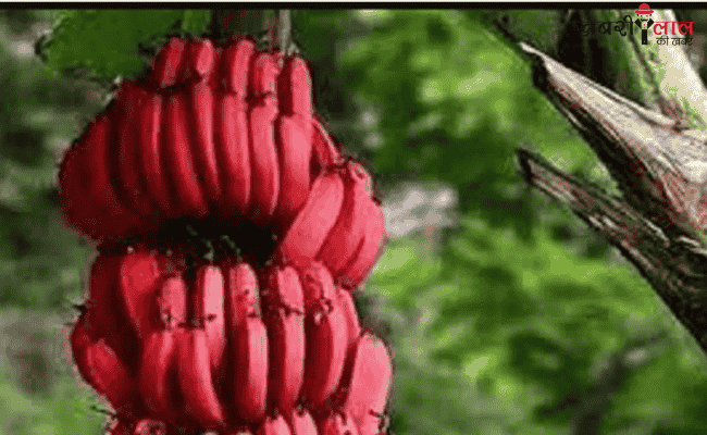 Red Banana Farming