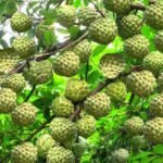 Custard apple farming