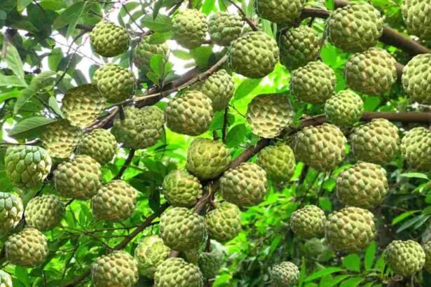 Custard apple farming