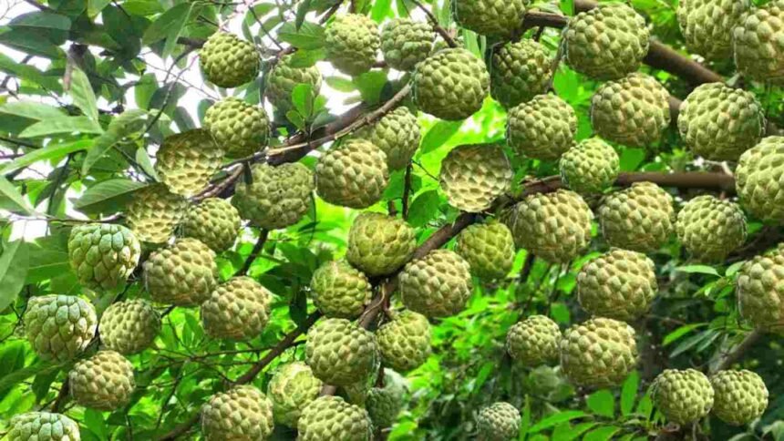 Custard apple farming