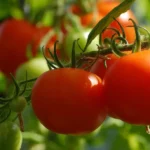 Tomato farming