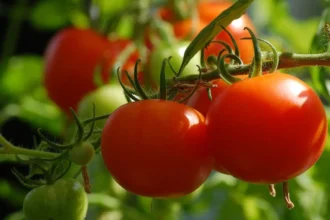 Tomato farming