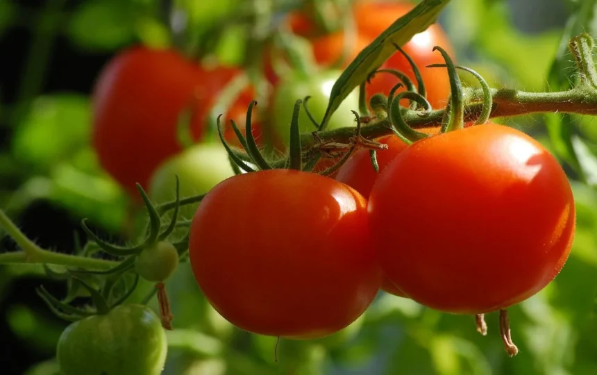 Tomato farming