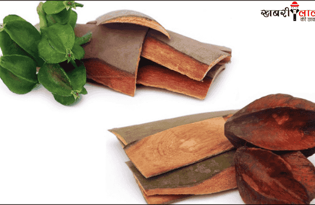 Arjuna Chhaal | Medicinal Properties | Health Benefits | Diabetes