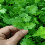 Coriander | Home Gardening | Coriander Planting Tips |