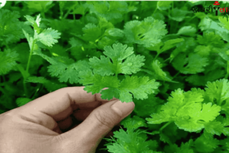 Coriander | Home Gardening | Coriander Planting Tips |