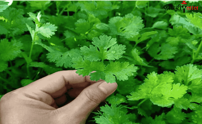 Coriander | Home Gardening | Coriander Planting Tips |