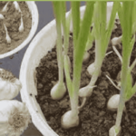 Garlic Cultivation | Benefits | Home Gardening | Healthy Food