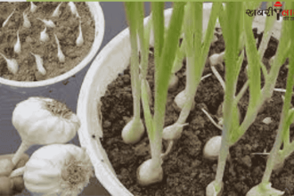 Garlic Cultivation | Benefits | Home Gardening | Healthy Food