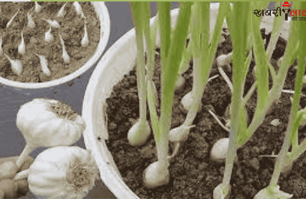 Garlic Cultivation | Benefits | Home Gardening | Healthy Food