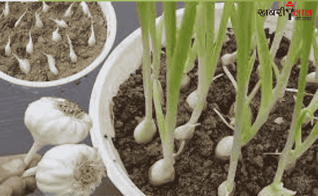 Garlic Cultivation | Benefits | Home Gardening | Healthy Food