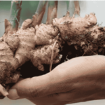 Ginger | Ginger Growing Tips | Ginger Harvesting | Rooftop