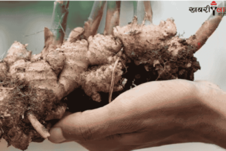 Ginger | Ginger Growing Tips | Ginger Harvesting | Rooftop