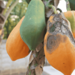 Papaya Anthracnose Disease | Papaya Plant Infection | Symptoms