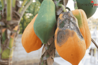 Papaya Anthracnose Disease | Papaya Plant Infection | Symptoms