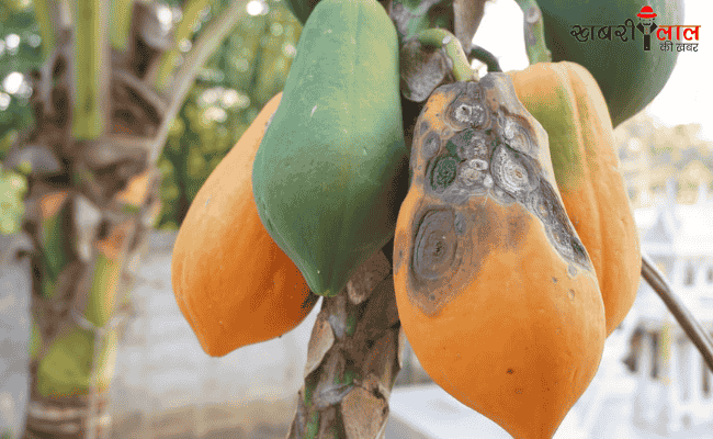 Papaya Anthracnose Disease | Papaya Plant Infection | Symptoms