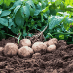 Potato Farming | Fertilizer Selection | Crop Protection | Diseases