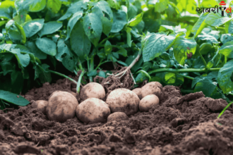 Potato Farming | Fertilizer Selection | Crop Protection | Diseases