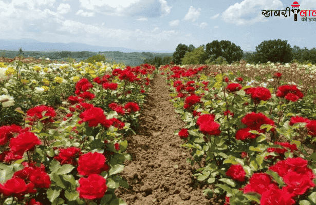 Scale Insects | Rose Plants | Pest Management | Organic Pesticide