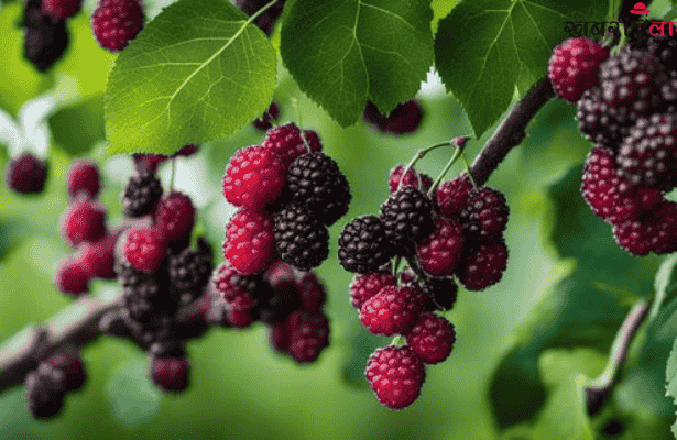 Mulberry | Benefits | Immune System | Antioxidants | Heart Health