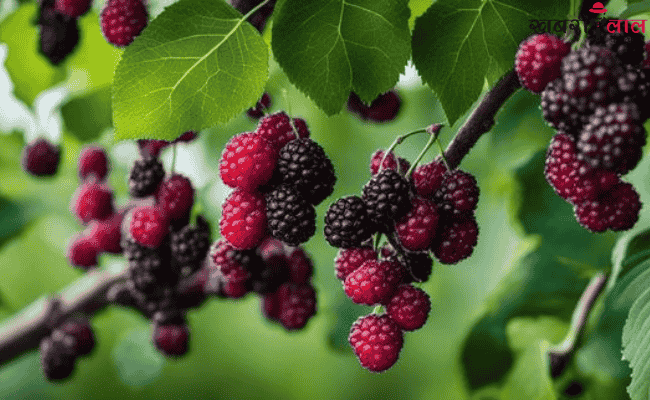 Mulberry | Benefits | Immune System | Antioxidants | Heart Health