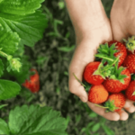 Strawberry Farming | Ashwini Kumar | Jammu-Kashmir | technology