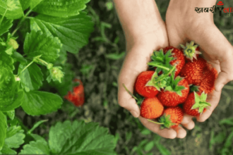 Strawberry Farming | Ashwini Kumar | Jammu-Kashmir | technology