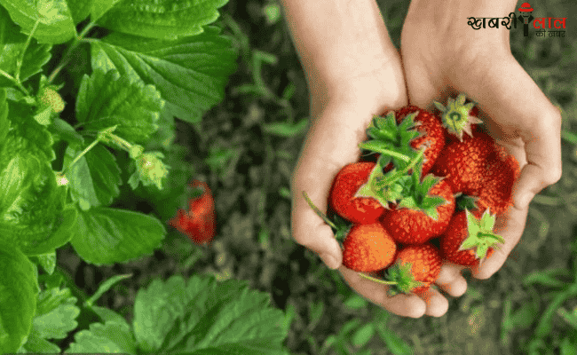 Strawberry Farming | Ashwini Kumar | Jammu-Kashmir | technology