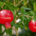 Pomegranate | Pomegranate Farming | Organic Farming