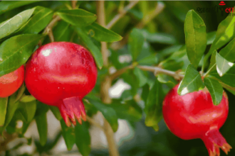 Pomegranate | Pomegranate Farming | Organic Farming