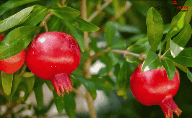 Pomegranate | Pomegranate Farming | Organic Farming