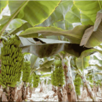 Banana Farming | Herbicides | Weed Control | Phytotoxic Effects