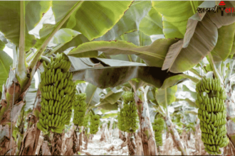 Banana Farming | Herbicides | Weed Control | Phytotoxic Effects