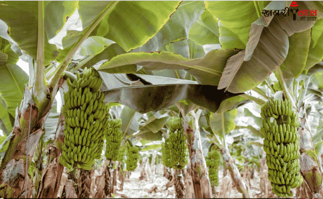 Banana Farming | Herbicides | Weed Control | Phytotoxic Effects