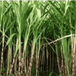 Sugarcane Farmers | agricultural scientists | Sugarcane Sowing