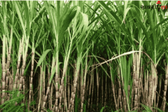 Sugarcane Farmers | agricultural scientists | Sugarcane Sowing