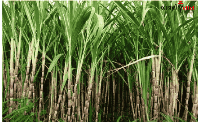 Sugarcane Farmers | agricultural scientists | Sugarcane Sowing