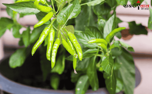 Green Chilies | Cultivation Tips | Home Gardening | Benefits