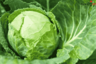 Cabbage Farming | Winter Crop | Cabbage variety | Farmer income