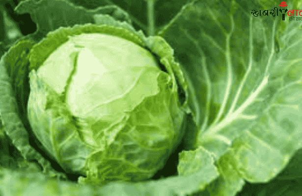 Cabbage Farming | Winter Crop | Cabbage variety | Farmer income