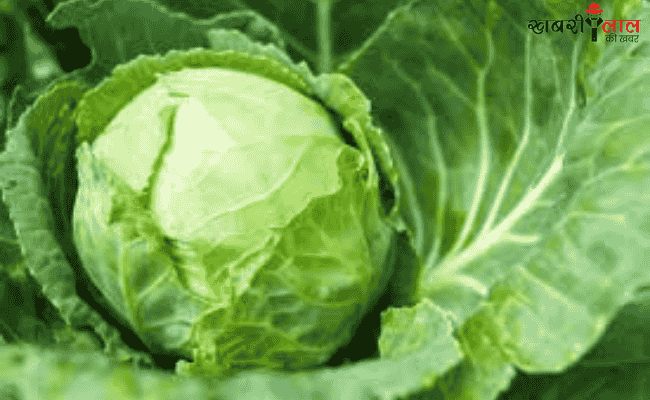 Cabbage Farming | Winter Crop | Cabbage variety | Farmer income