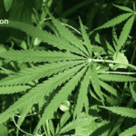 Hemp Cultivation | Medicinal Properties | Legalization of Hemp