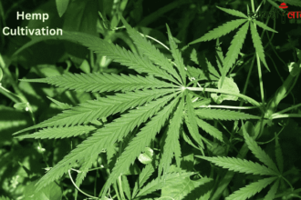 Hemp Cultivation | Medicinal Properties | Legalization of Hemp