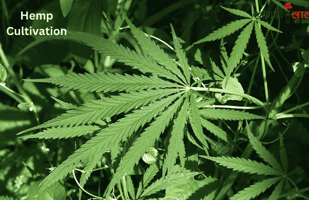 Hemp Cultivation | Medicinal Properties | Legalization of Hemp