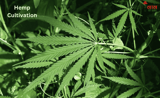 Hemp Cultivation | Medicinal Properties | Legalization of Hemp