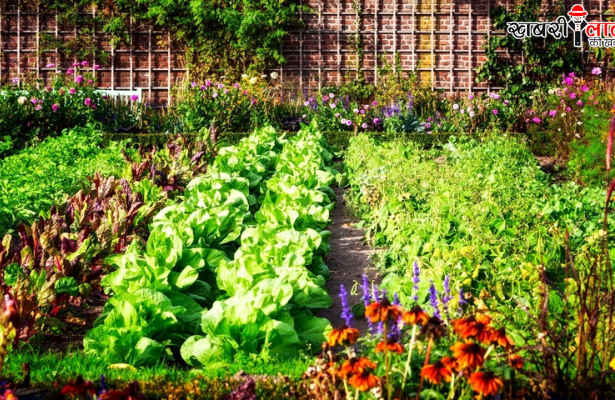 Winter Kitchen Garden Care | Organic Gardening | Plant Health